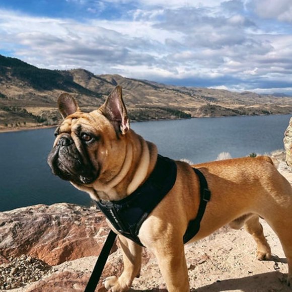 PETsRUS Premium No Pull Dog Harness 2 Leash Clips Ivory Charc Leather - Picture 7 of 12